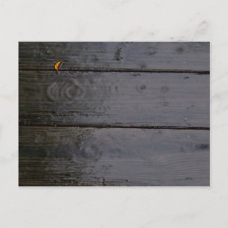 Cartão postal "Spot of Color"