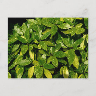 Cartão Postal Spotted Laurel, Aucuba Japonica