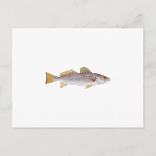 Cartão Postal Spotted Seatrout