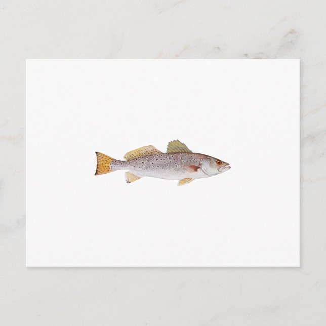 Cartão Postal Spotted Seatrout (Frente)
