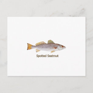 Cartão Postal Spotted Seatrout (com título)