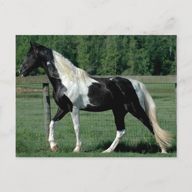 Cartão Postal Spotted Walker (Frente)