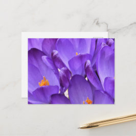 Cartão Postal Spring Crocus Photography