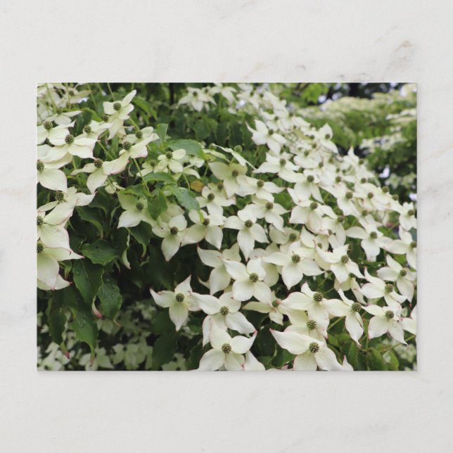 Cartão Postal Spring Dogwoods in Marshall Bloom (Frente)