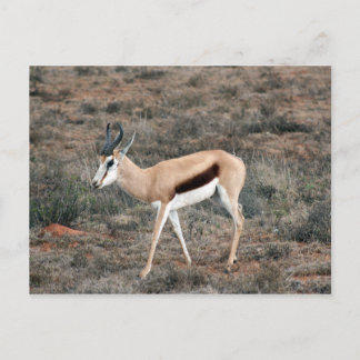 Cartão Postal Springbok