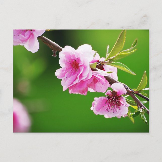 Cartão Postal SpringCherries IV (Frente)