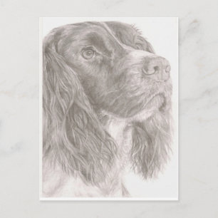 Cartão Postal Springer Spaniel