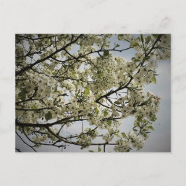 Cartão Postal Springtime