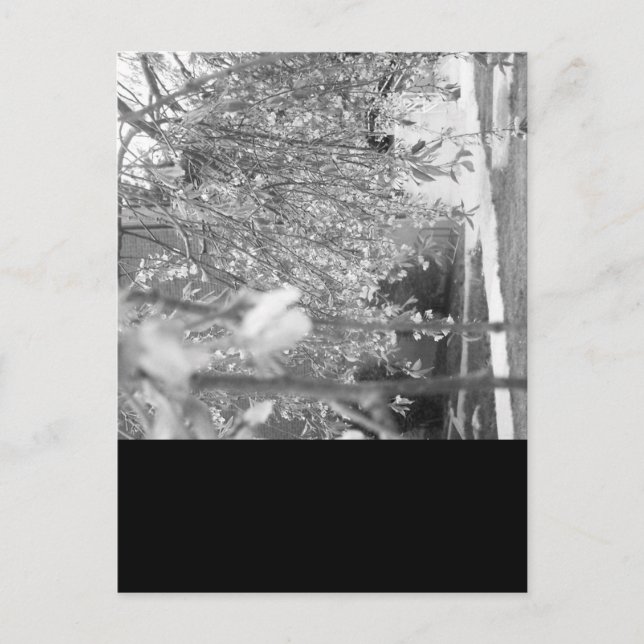 Cartão Postal Springtime (Frente)