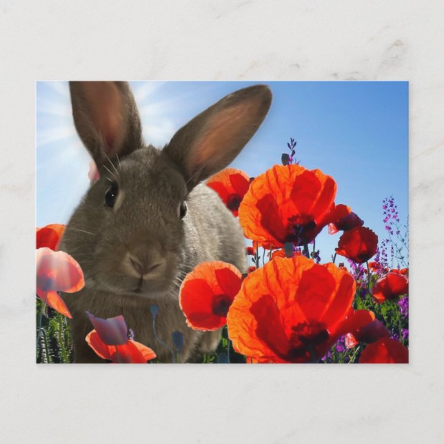 Cartão Postal Springtime Bunny (Frente)