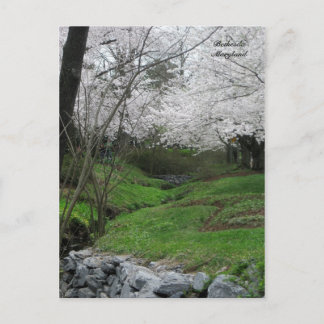 Cartão Postal Springtime em Bethesda, Maryland