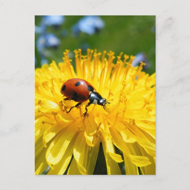 Cartão Postal Springtime Ladybird em Dandelion (Frente)