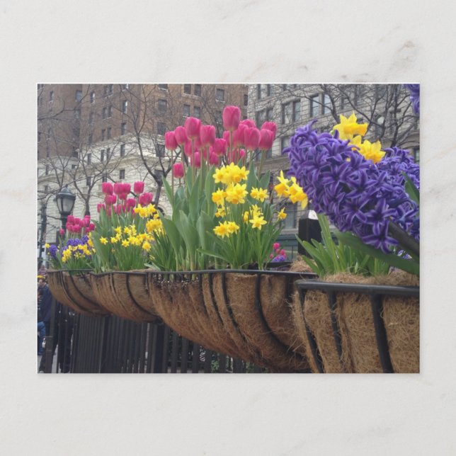 Cartão Postal Springtime na Greeley Square NYC Flowers em Nova Y (Frente)