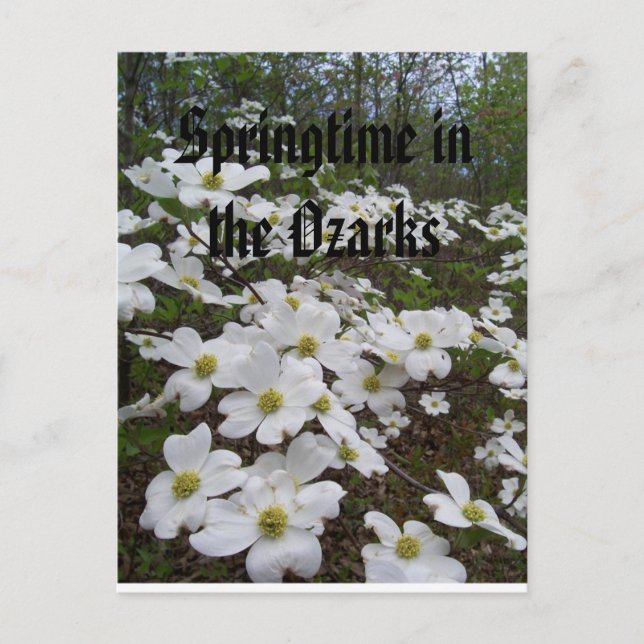 Cartão Postal Springtime nos Ozarks (Frente)