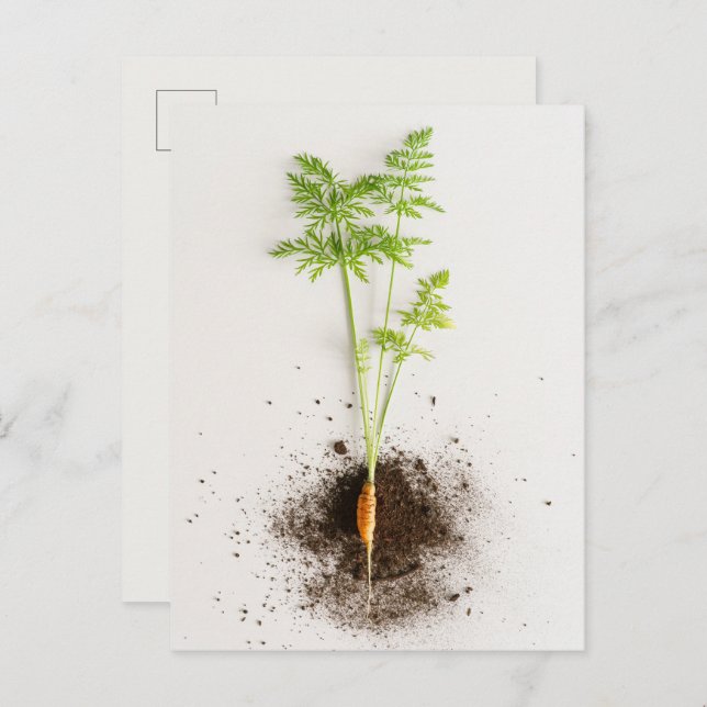 Cartão Postal Sprout Carrot Minimalist Botanical photo (Frente/Verso)