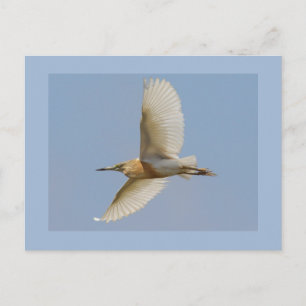 Cartão Postal Squacco Heron