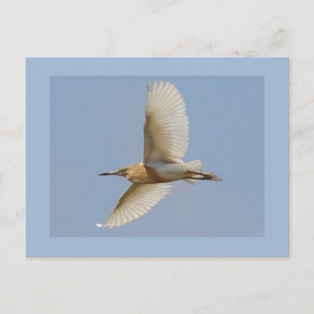 Cartão Postal Squacco Heron (Frente)