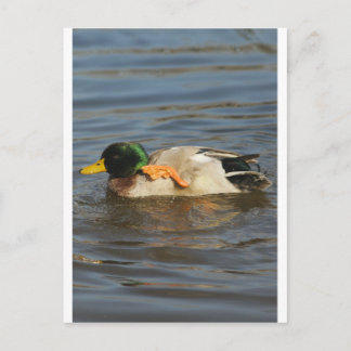 Cartão Postal Squeaky