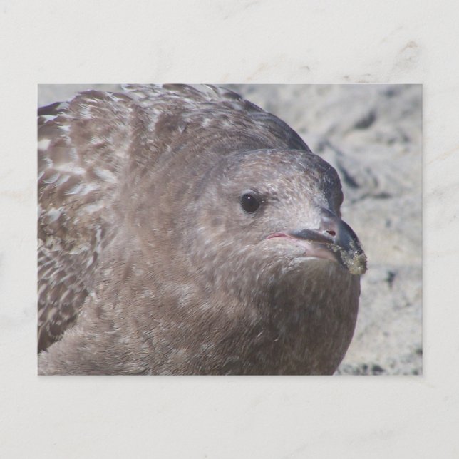 Cartão Postal Squeaky (Frente)