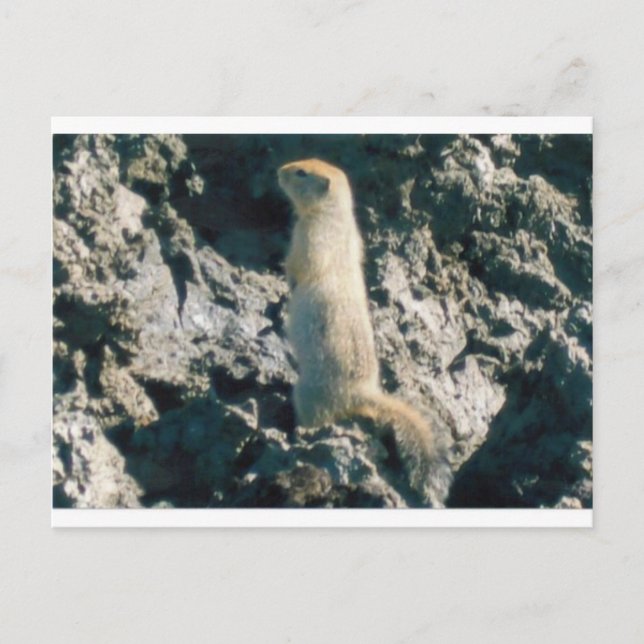 CARTÃO POSTAL SQUIRREL (2) (Frente)