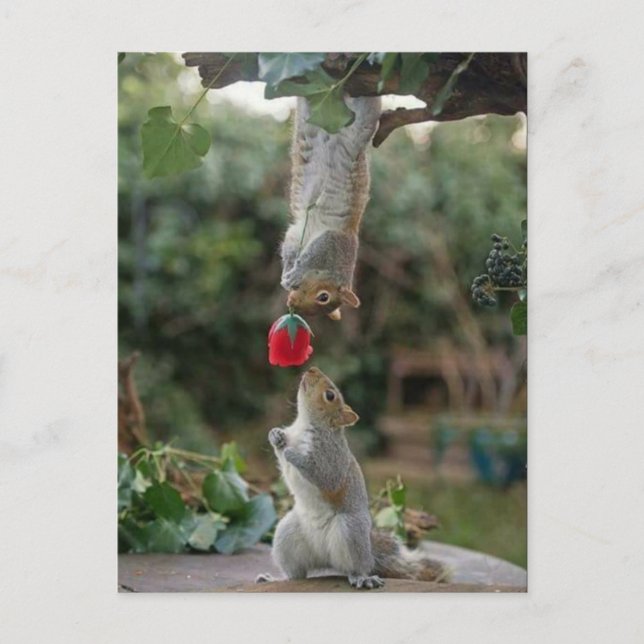 Cartão Postal Squirrel Love (Frente)
