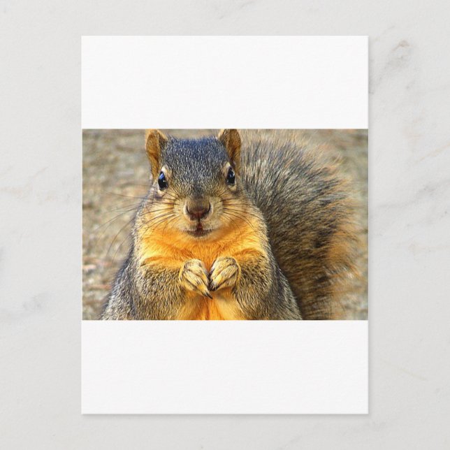 Cartão Postal Squirrel Love (Frente)
