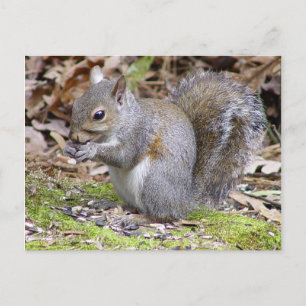 Cartão Postal Squirrel Postcard