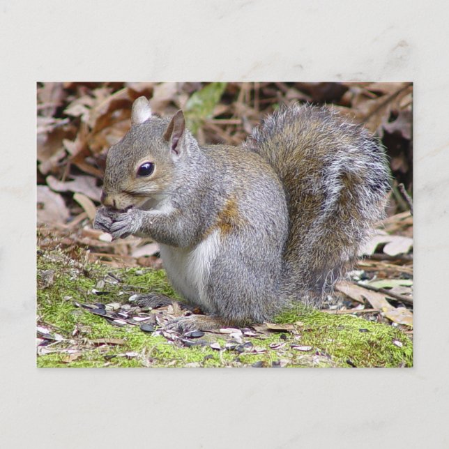 Cartão Postal Squirrel Postcard (Frente)