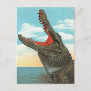 Cartão Postal Sr. Alligator