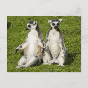 Cartão Postal Sr. e Sra. Lemur