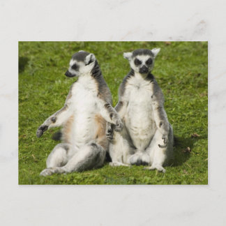 Cartão Postal Sr. e Sra. Lemur