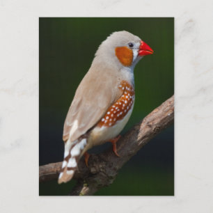 Cartão Postal Sr. Finch Postcard