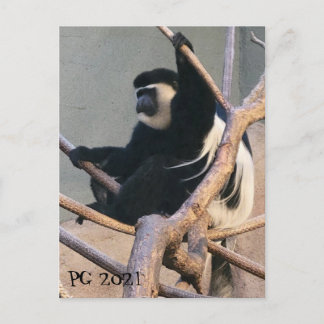 Cartão Postal Sr. Macaco