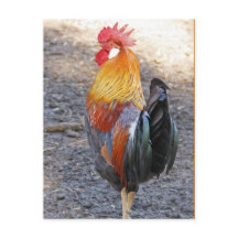 Sr. Rooster