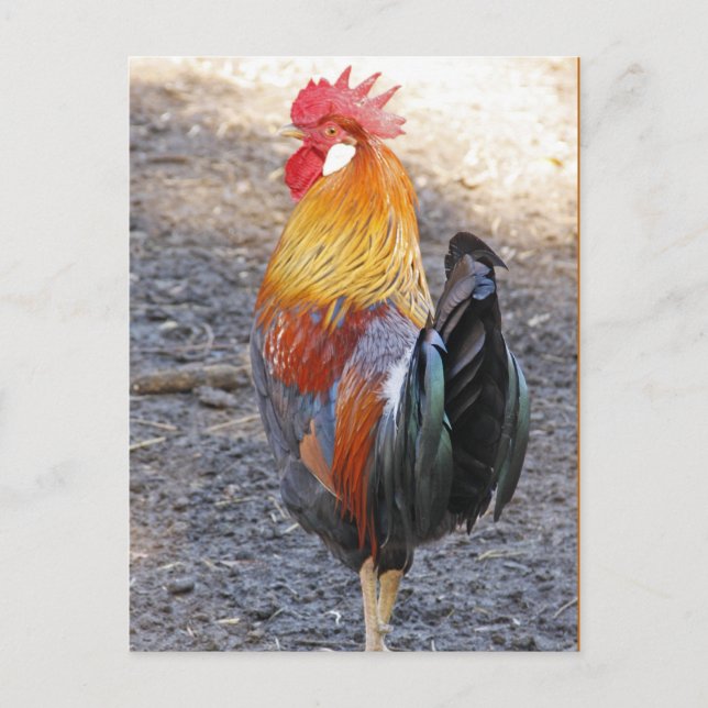 Cartão Postal Sr. Rooster (Frente)