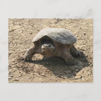 Cartão Postal Sr. Tough Cara