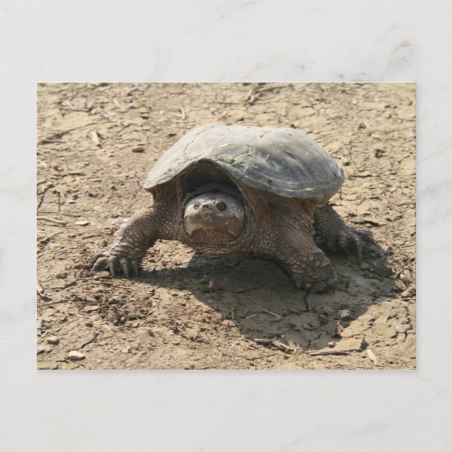 Cartão Postal Sr. Tough Cara (Frente)