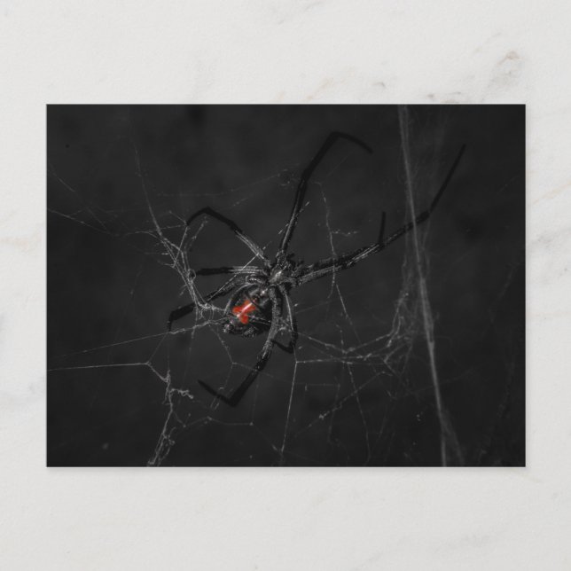 Cartão Postal Sra. Black (Frente)