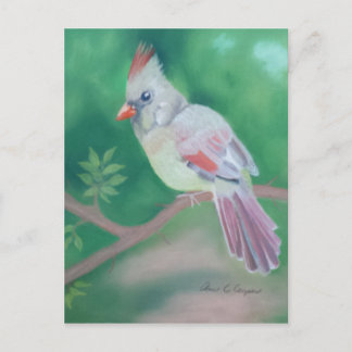 Cartão Postal Sra. Cardinal
