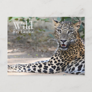 Cartão Postal Sri Lanka Leopardo