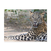 Sri Lanka Leopardo