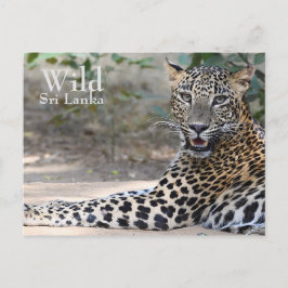 Cartão Postal Sri Lanka Leopardo