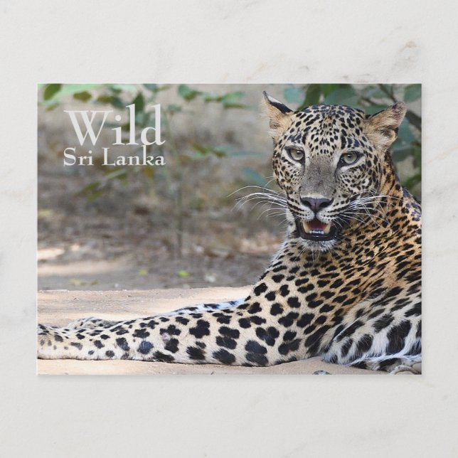 Cartão Postal Sri Lanka Leopardo (Frente)