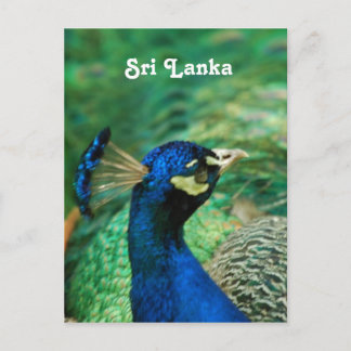 Cartão Postal Sri Lanka Peafowl