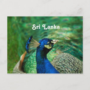 Cartão Postal Sri Lanka Peafowl