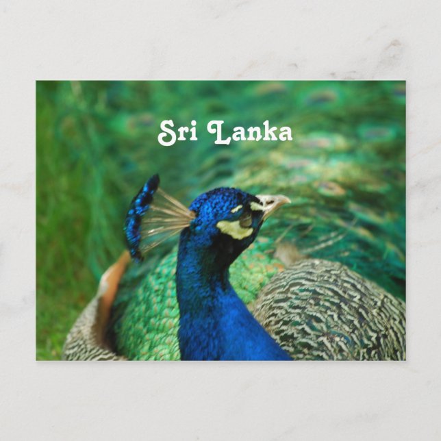 Cartão Postal Sri Lanka Peafowl (Frente)