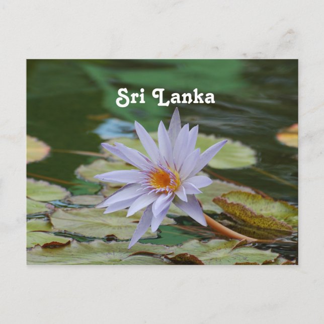 Cartão Postal Sri Lanka Water Lily (Frente)
