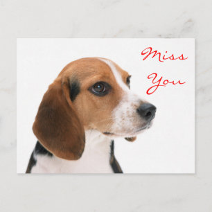 Cartão Postal Srta. Beagle Puppy Dog