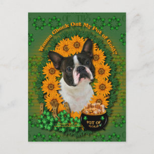 Cartão Postal St Patricks - Pote da Dourada - Boston Terrier