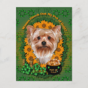Cartão Postal St Patricks - Pote do Dourado - Yorkshire Terrier